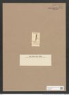 Stauroneis paucicostata (Rabh.) Ralfs. (de-Toni-Nr.: Genus 6, Species 918) Zeichnungen Sammlung Grunow Nr. 1777 (NHMW-BOT-W0368674)
